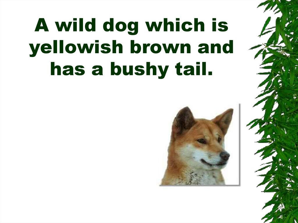 A wild dog which is yellowish brown and has a bushy tail.
