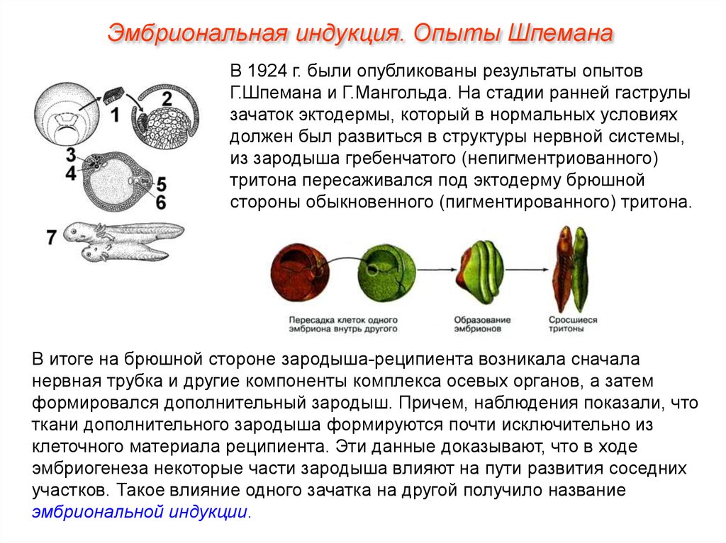 Эмбриональная индукция это в биологии