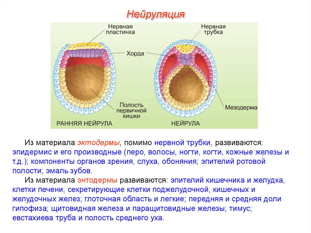 Хорда нервная трубка первичная кишка