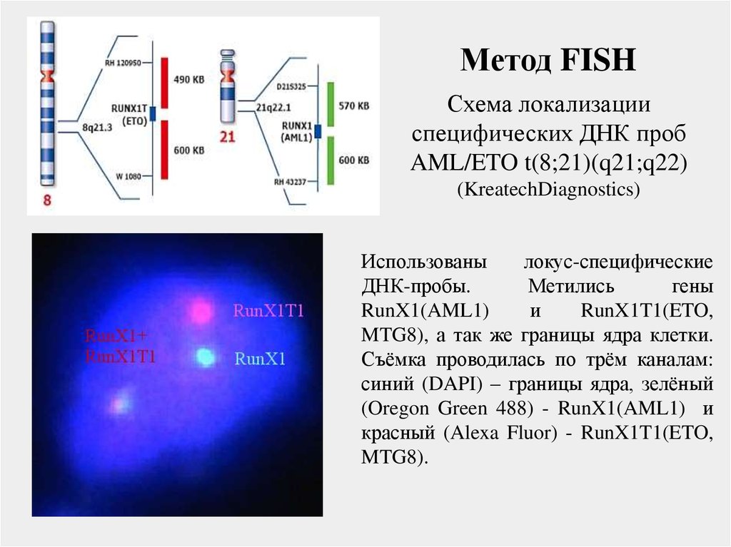 Fish method. Схема Fish метода.. Fish метод этапы. Ген схема локализации. ДНК пробы Fish.