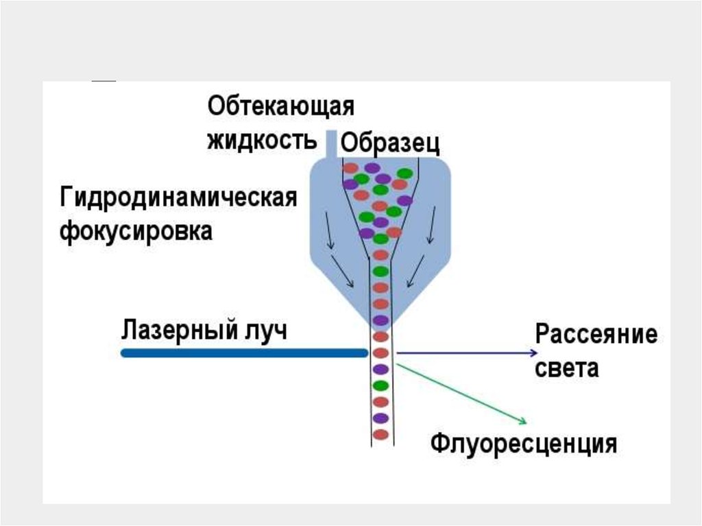 Схема подсчета лимфоцитов разных популяций с помощью проточного цитофлюориметра иммунология