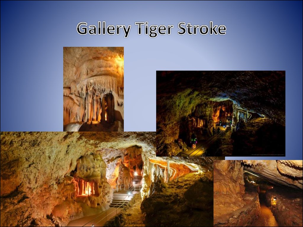 Gallery Tiger Stroke
