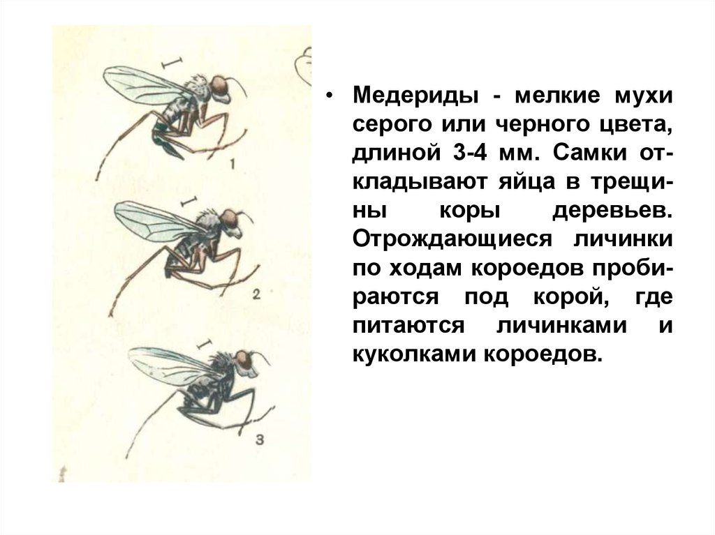 Как понимать муху. Серые мухи мелкие. Серая мясная Муха строение. Доклад про муху. Серая мясная Муха в жизни человека.