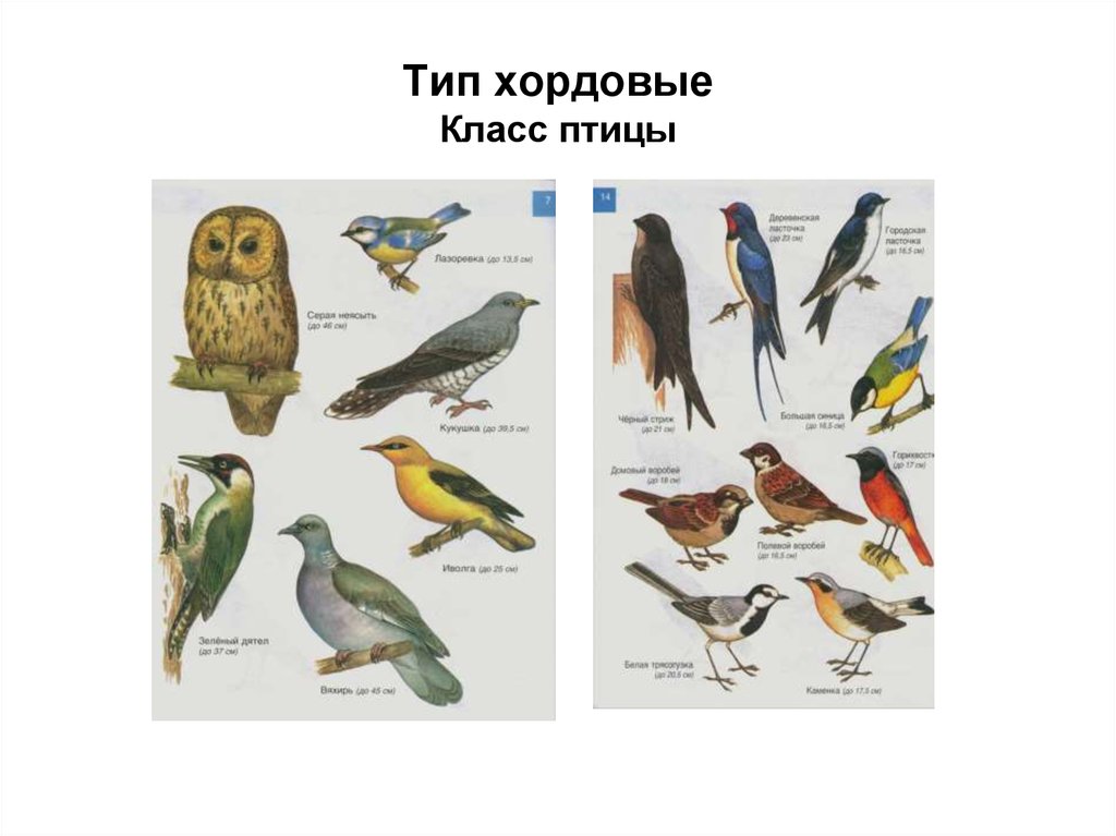 Примеры животных класса птицы. Хордовые птицы. Тип Хордовые птицы. Представители хордовых птиц. Класс птицы примеры.