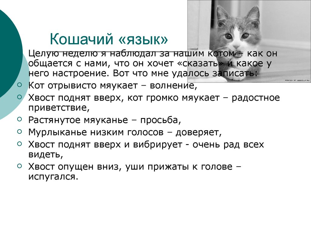 Почему кошка издает звук. Язык общения кошек. Язык котов учить. Кошачий язык учить. Язык котов мяуканье.