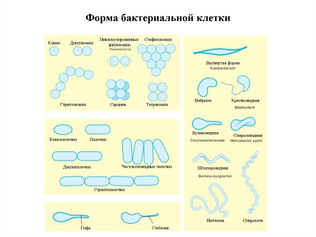 Схема формы бактерий