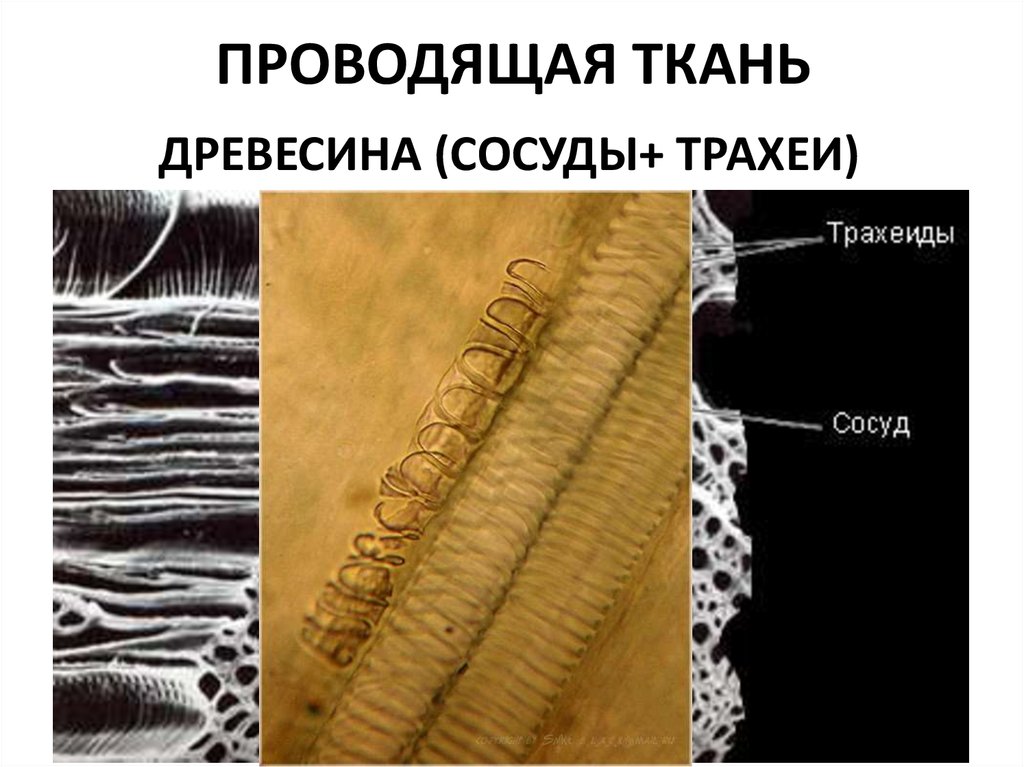 Проводящими тканями являются