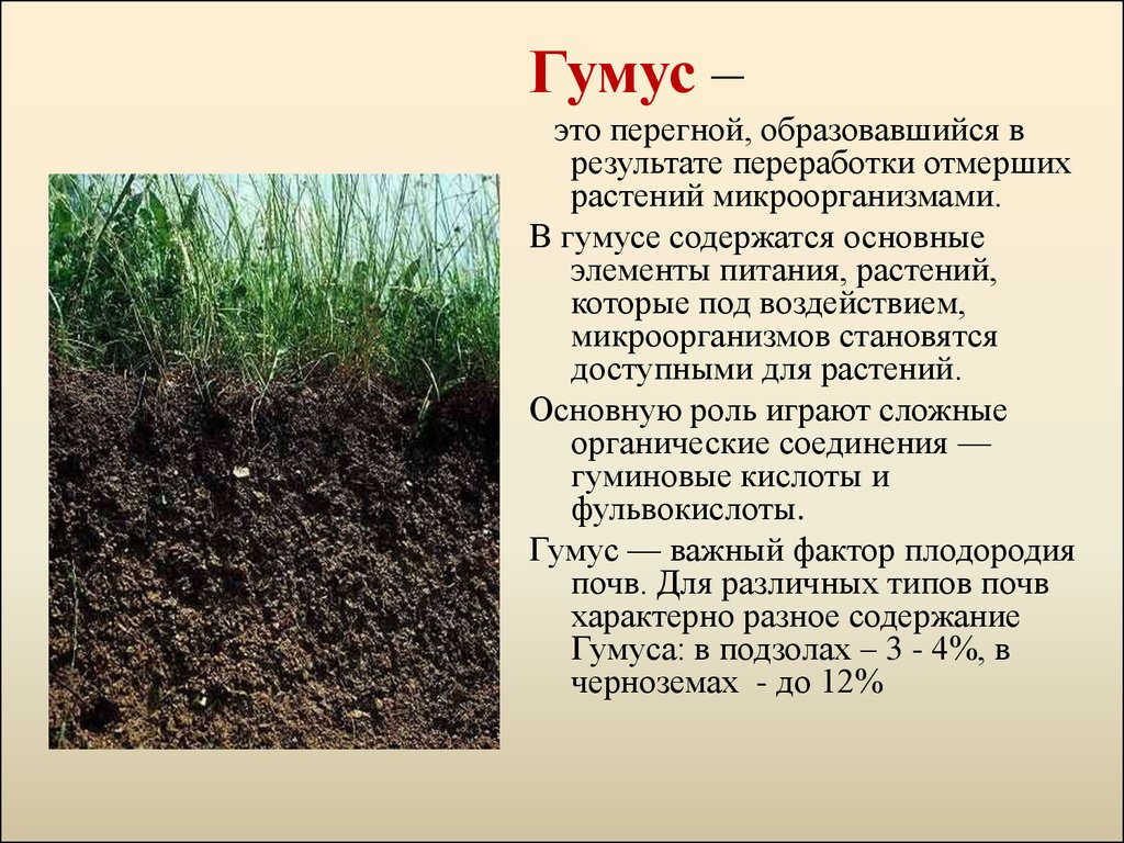 В какой природной зоне почвы сильно заболочены. Гумуса в Плодородном слое. Почва гумус плодородие. Почвенный гумус. Перегной гумус.