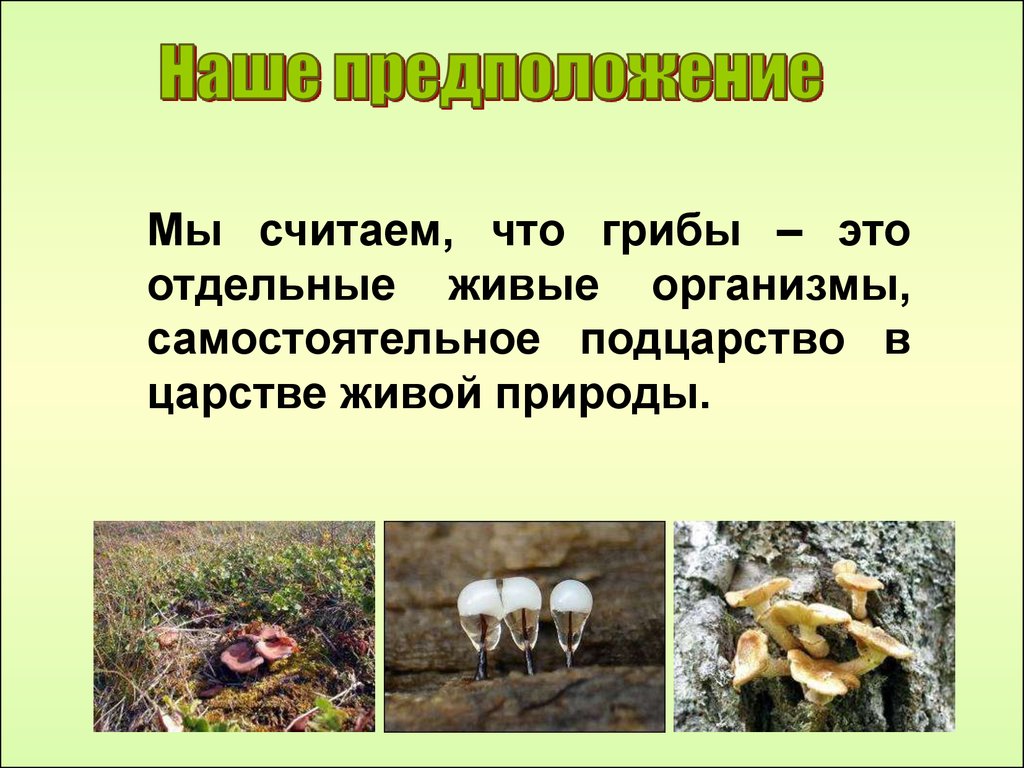 Почему грибы считают. Грибы это живые организмы. Грибы – отдельное царство живых организмов.. Гриб это живой организм или тело живой природы. Живая природа грибы.