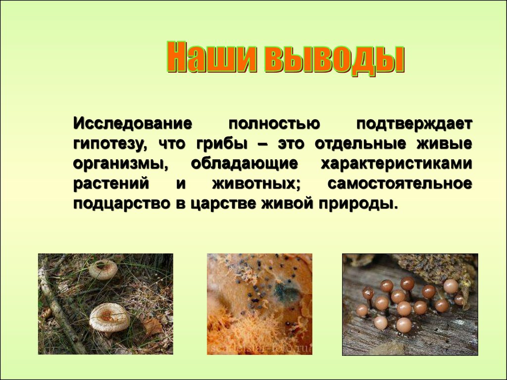 Почему грибы считают. Вывод про грибы. Грибы это живые организмы. Царство грибов вывод. Грибы – отдельное царство живых организмов..