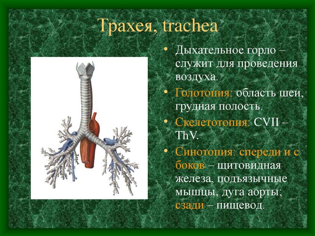 Трахея относительно пищевода. Скелетотопия бронхи трахея. Бифуркация трахеи анатомия. Трахея бифуркация трахеи бронхи. Скелетотопия и синтопия трахеи.