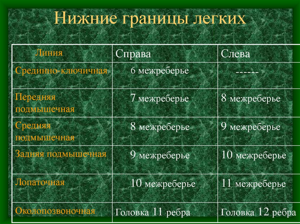 Передняя граница легких