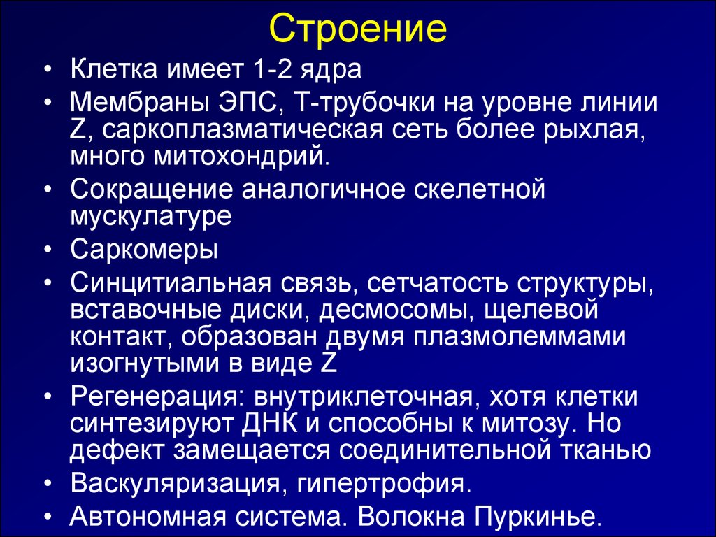 2 мембраны ядра. Синцитиальная связь это. Синцитиальные мышцы. Синцитиальные клетки. Синцитиальная теория.