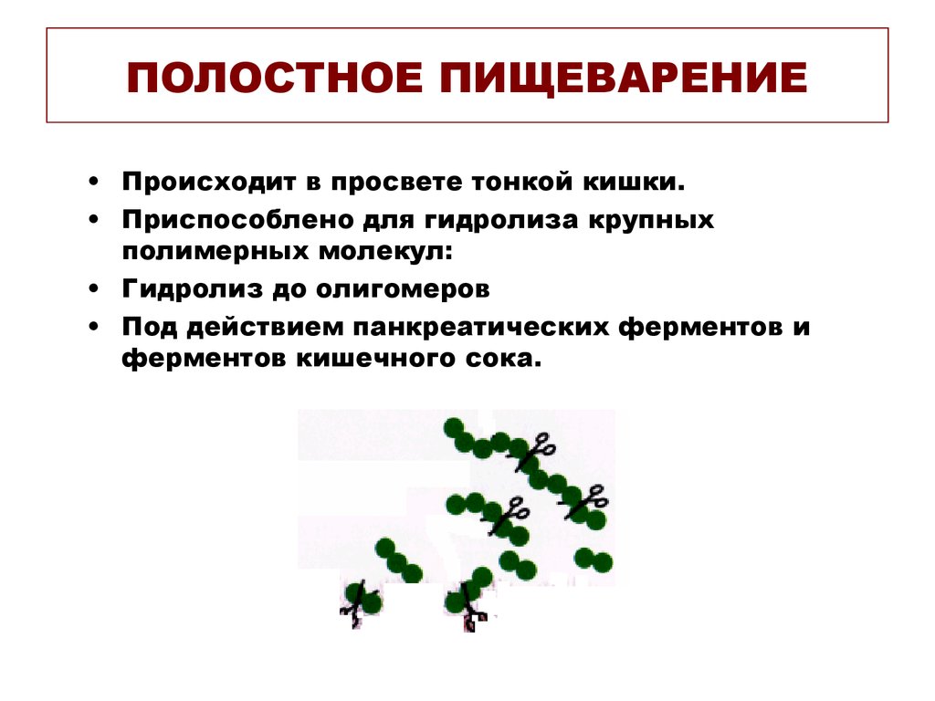 Полостное и пристеночное пищеварение в тонкой кишке. Полостное и пристеночное пищеварение. Особенности полостного пищеварения. Полостное и пристеночное пищеварение таблица. Особенности полостного и пристеночного пищеварения таблица.