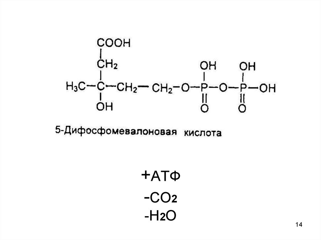 Атф н2о. АТФ+h2o. Терпены в эфирных маслах. Терпеноиды малоновая кислота-.
