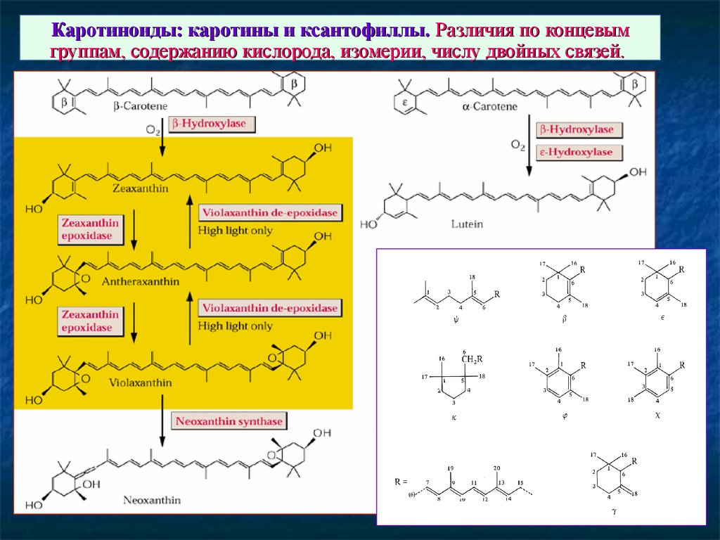 Каротиноиды для кожи