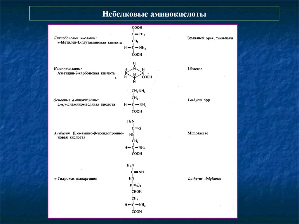 Гца аминокислота. Небелковые аминокислоты. Представители небелковых аминокислот. Функции небелковых аминокислот. Небелковые аминокислоты примеры.