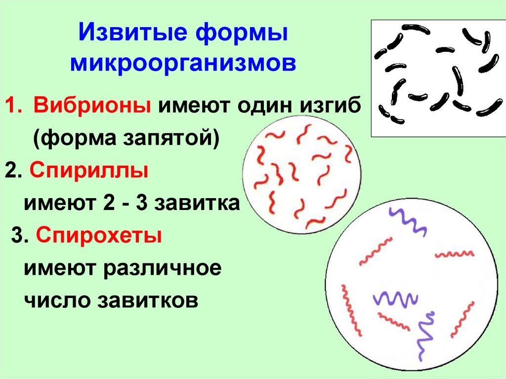 Три группы бактерий. Извитые формы бактерий вибрионы. Спириллы строение. Извитые формы микроорганизмов микробиология. Извитая спирохеты.
