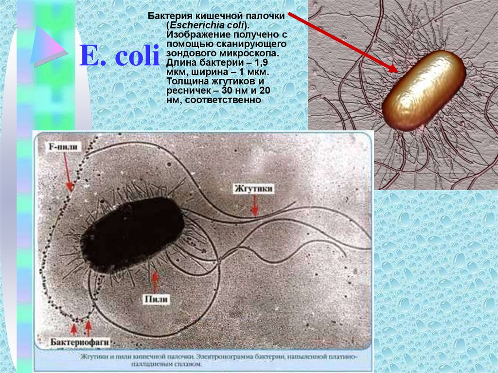 E coli