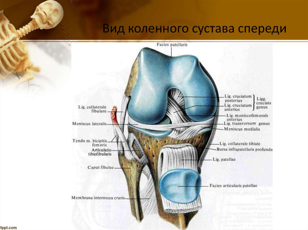 Как устроено колено. Правый коленный сустав вид спереди. Коленный сустав вид спереди анатомия. Коленный сустав анатомия вид сбоку. Коленный сустав строение связки коленного сустава.