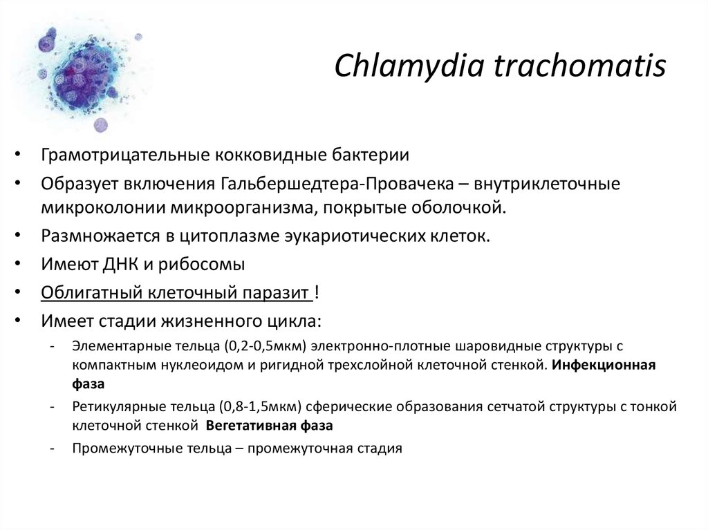 Инфекция хламидия трахоматис. Инфекционная форма хламидии.
