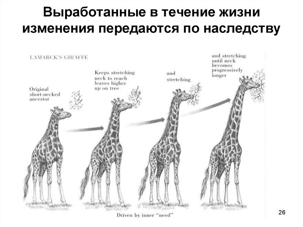 Внимательно рассмотрите рисунки 86 и 87 по рисунку 86 проанализируйте эволюционные