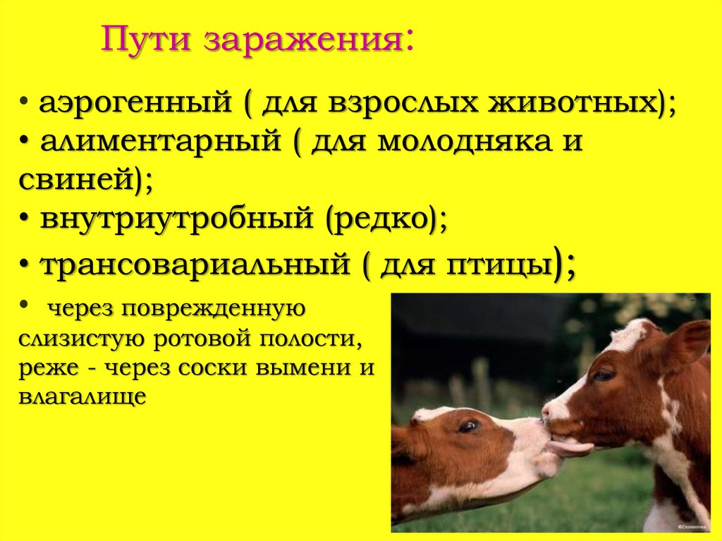 Если съесть собаку не заболеть туберкулезом. Туберкулёз сельскохозяйственых животных. Туберкулез крупного рогатого скота. Пути заражения животных.