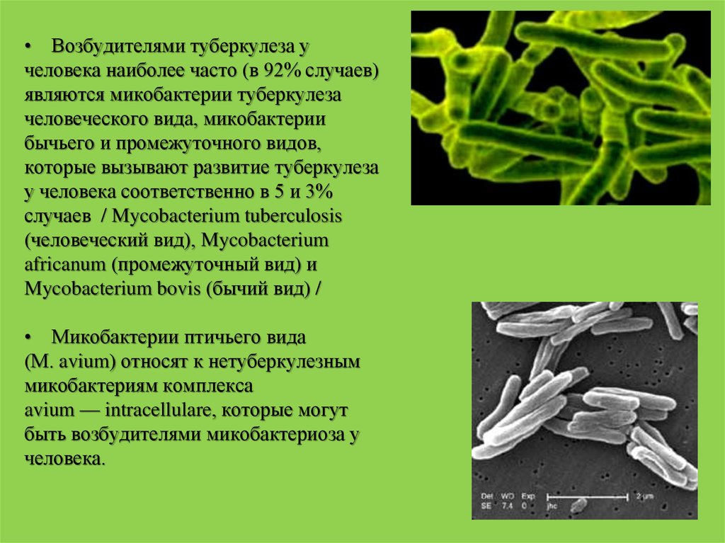 Виды микобактерий