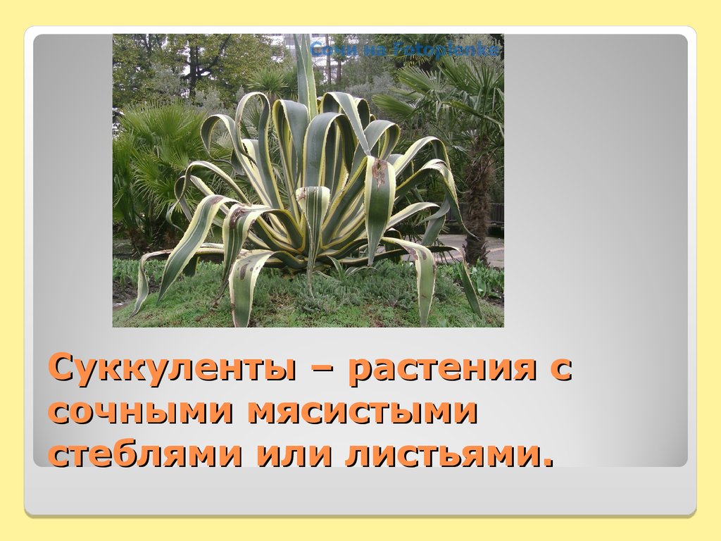 Суккуленты – растения с сочными мясистыми стеблями или листьями.