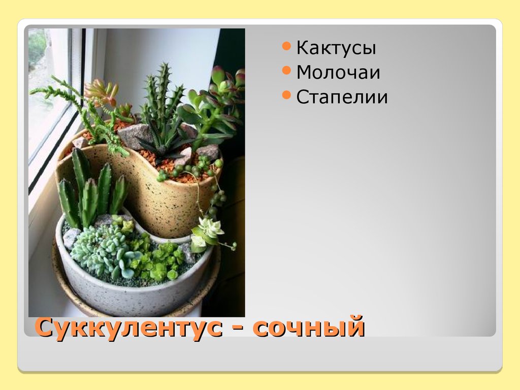 Суккулентус - сочный