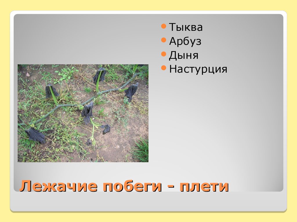 Лежачие побеги - плети