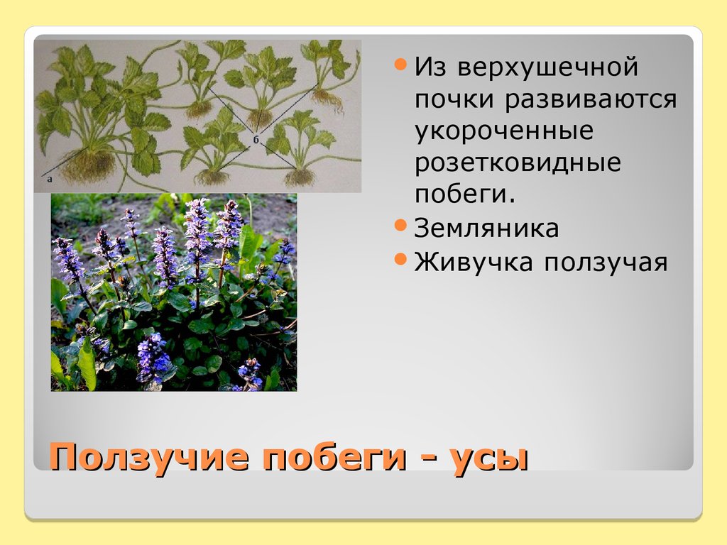 Ползучие побеги - усы