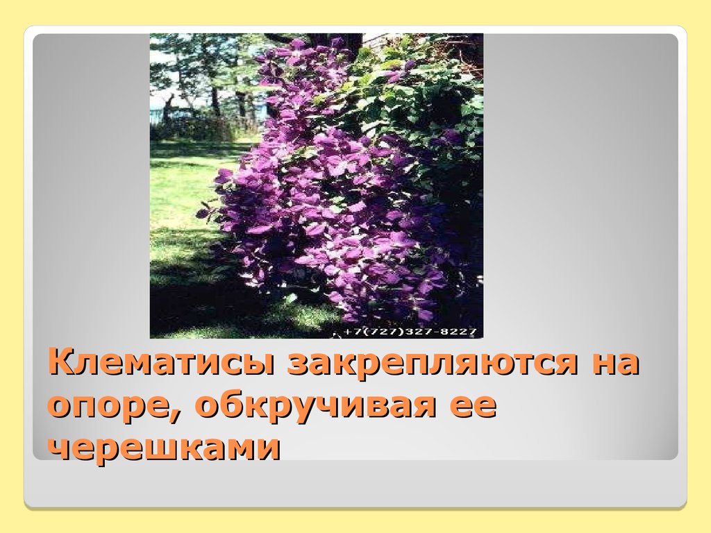 Клематисы закрепляются на опоре, обкручивая ее черешками