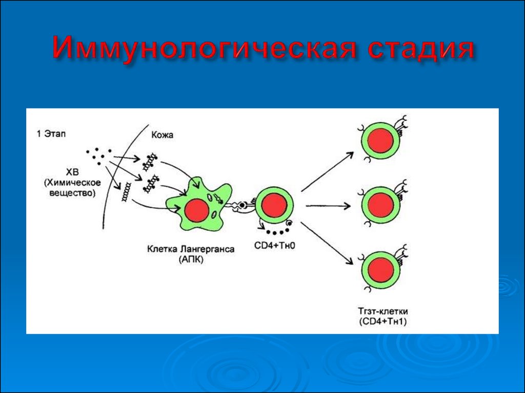 Аллергическая реакция презентация. Иммунологическая стадия схема. Иммунологическая стадия аллергической реакции. Иммунологическая стадия 4 типа.