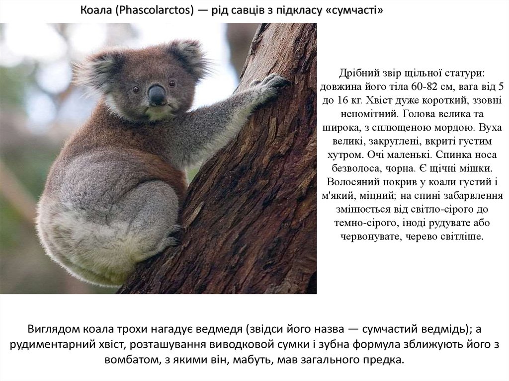 Коала перевод. Коала приспособление к среде обитания. Коала Википедия интересные факты для детей. Загадка про коалу для детей. Коала какой род.