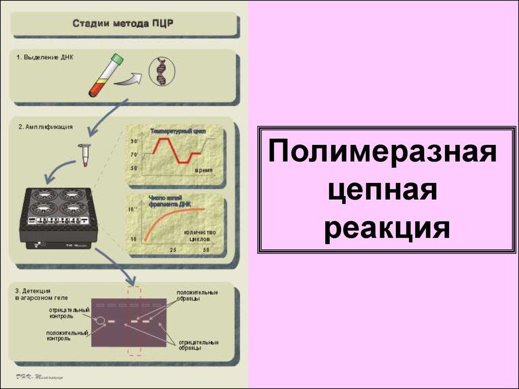 Выделение днк пцр