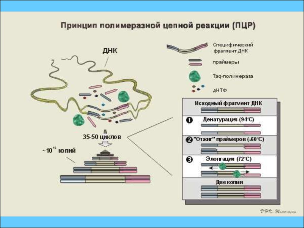 Характеристики пцр