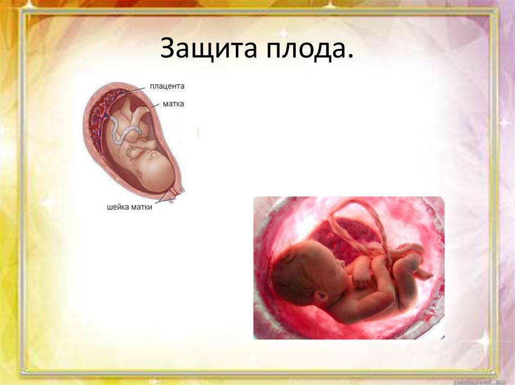 Защита плода.