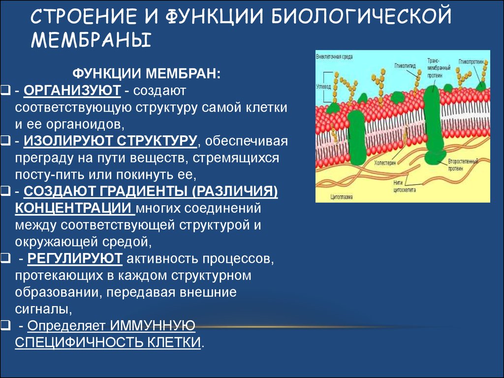 Вещества плазматической мембраны. Строение и функции биологических мембран кратко. Строение биомембраны клетки. Биологические мембраны клетки функции. Свойства и функции мембраны.