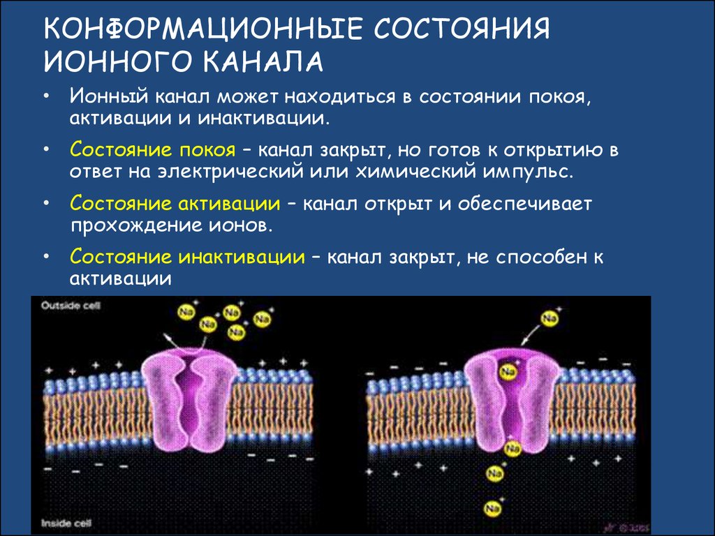 Находятся в состоянии покоя