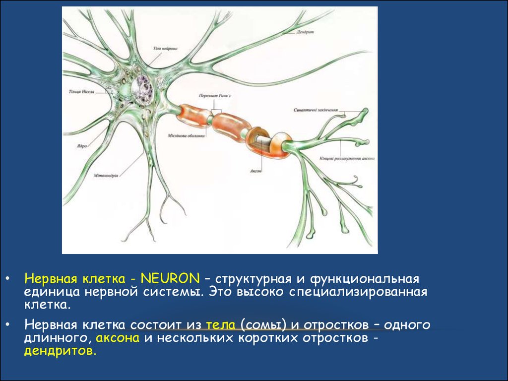 Деление нервных клеток. Структурная единица нервной клетки. Длинный отросток нервной клетки. Нервова клітина.