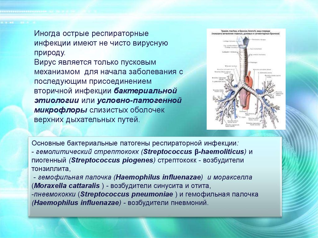 Респираторные заболевания презентация