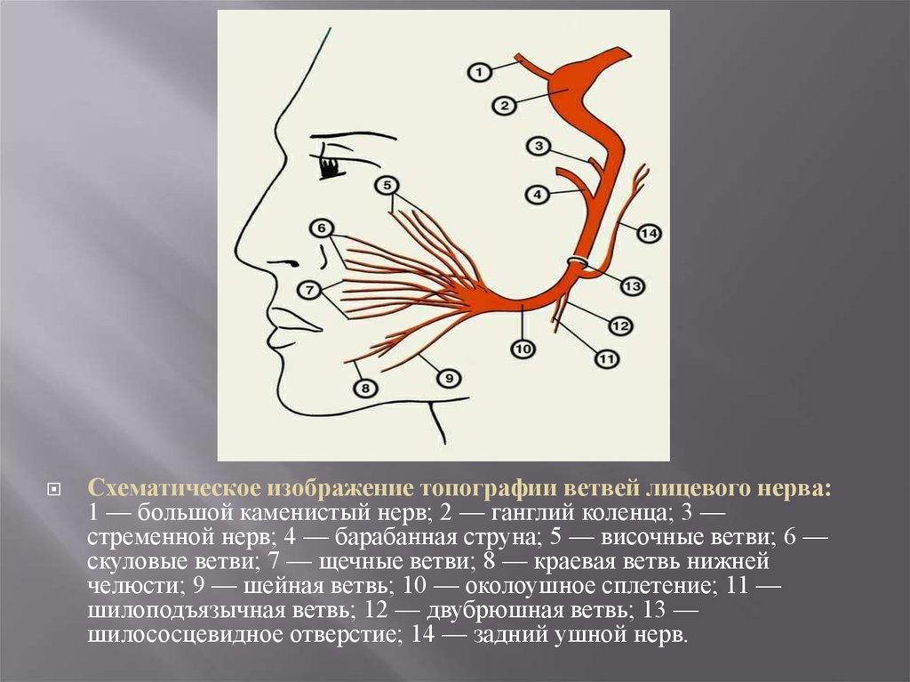 Лицевой нерв является. Лицевой нерв анатомия топография ветви. Большой Каменистый нерв стременной барабанная струна. Барабанная струна ветвь лицевого нерва. Ветви лицевого нерва большой Каменистый.