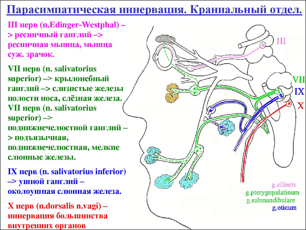 Нервы околоушной железы