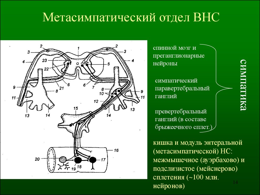 Энтеральная нервная система. Рефлекторная дуга метасимпатической нервной системы. Метасимпатический отдел вегетативной нервной системы. Отделы вегетативной нервной системы. Вегетативная нервная система схема.