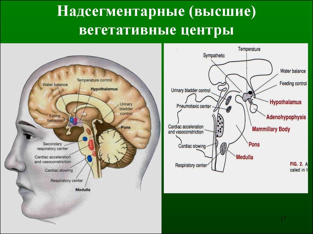 Вегетативный мозг. Надсегментарные структуры ствола мозга. Высшие подкорковые центры вегетативной нервной системы находятся в. Надсегментарные вегетативные структуры. Надсегментарный отдел ВНС.