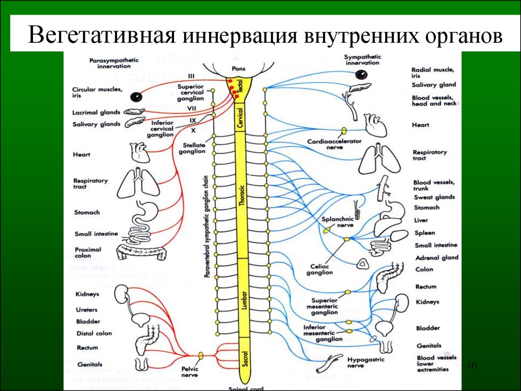 Вегетативные части тела. Схема иннервации позвоночника сегменты. Вегетативная нервная система схема иннервации органов. Иннервация внутренних органов таблица анатомия. Органы парасимпатической нервной системы.