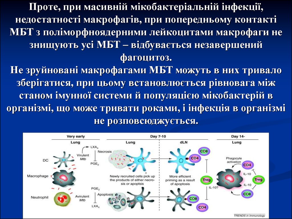 Проте, при масивній мікобактеріальній інфекції, недостатності макрофагів, при попередньому контакті МБТ з поліморфноядерними лейкоцитам