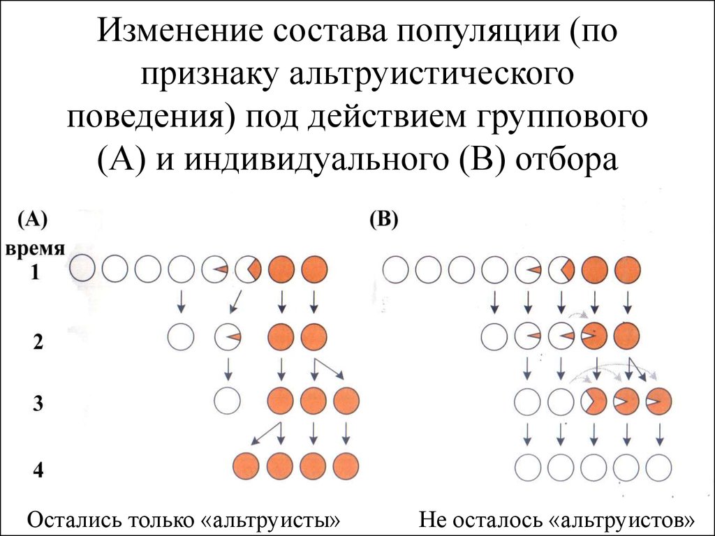 Изменение состава популяции (по признаку альтруистического поведения) под действием группового (А) и индивидуального (В) отбора
