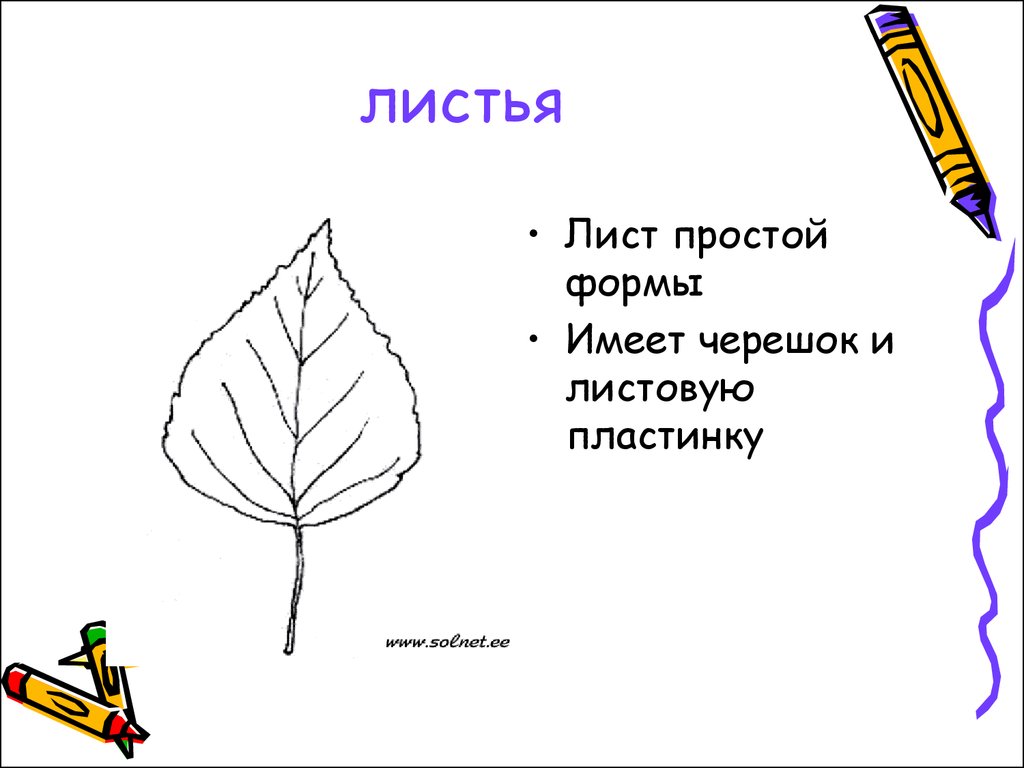 Любой лист имеет. Хвойные и лиственные деревья презентация 1 класс. Лист ель форма черешка листа. Рабочие листы окружающий мир 1 класс листья и хвоинки. Какую форму имеет лист дерева.